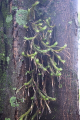 Tillandsia tricholepis