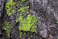 Bryophyta