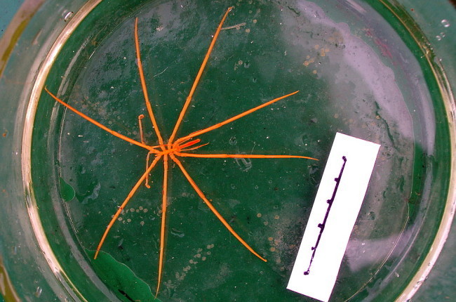 Colossendeis angusta