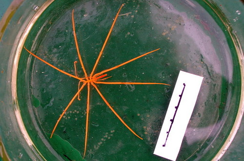 Colossendeis angusta