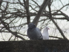 Columba livia domestica