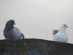 Columba livia domestica