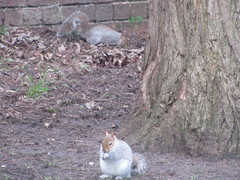 Sciurus carolinensis
