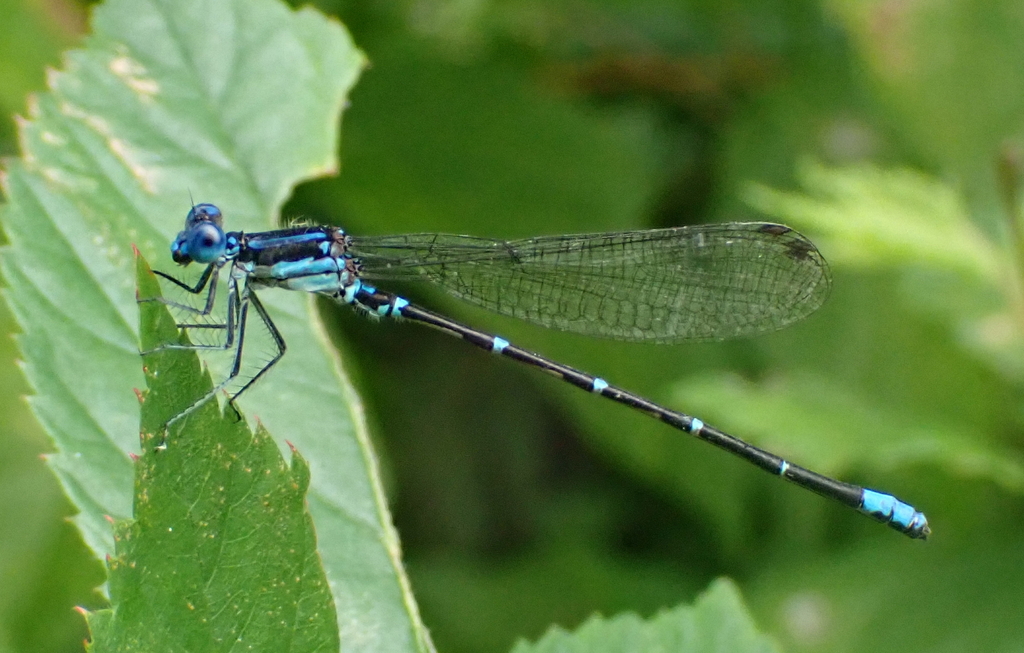 Blue-ringed Dancer from Southampton, Richmond, VA 23235, USA on August ...