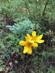 Tagetes lemmonii