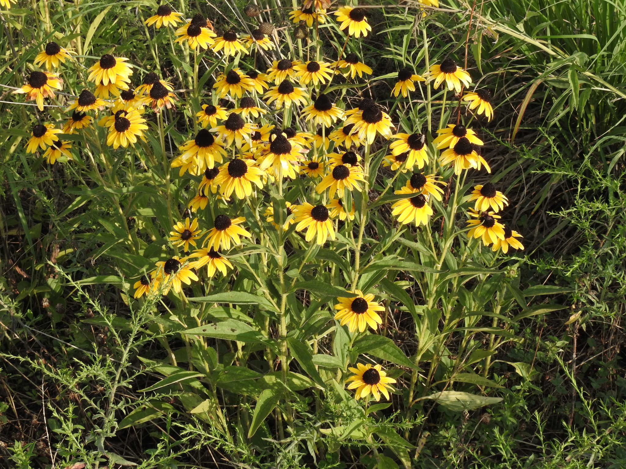 Rudbeckia fulgida var. speciosa