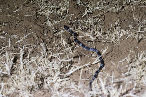 Photo of a Loveridge's Garter Snake (Elapsoidea loveridgei)