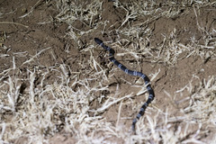 Elapsoidea loveridgei