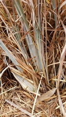 Andropogon virginicus