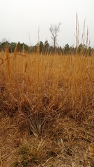Andropogon virginicus
