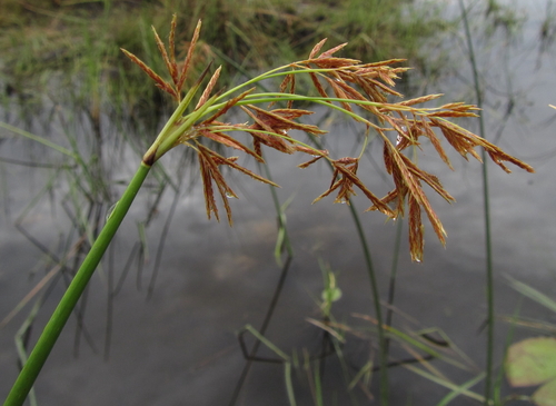 Image of Cyperus articulatus by (c) Robert Taylor, some rights reserved (CC BY)
