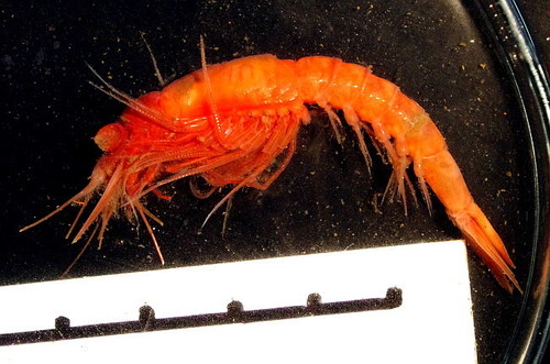Neobirsteiniamysis inermis