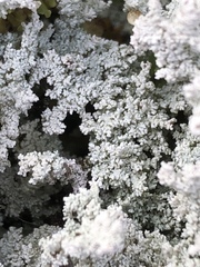 Stereocaulon paschale