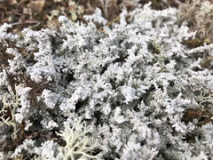 Stereocaulon paschale