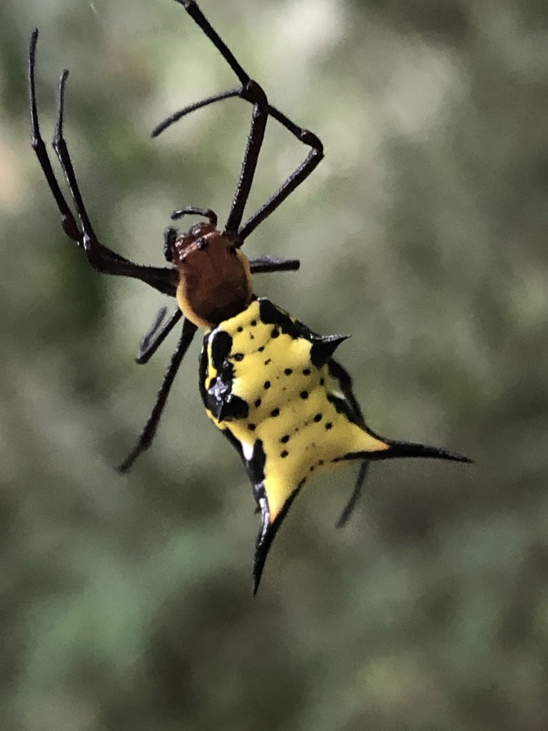 Micrathena miles