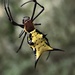 Micrathena miles - Photo (c) Jared Shorma, algunos derechos reservados (CC BY), subido por Jared Shorma