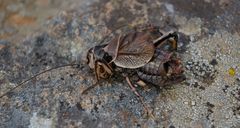 Cyphoderris monstrosa