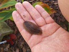Leidyula floridana image