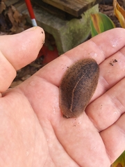 Leidyula floridana image