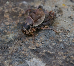 Cyphoderris monstrosa