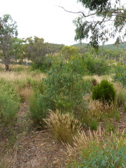 Eucalyptus rossii