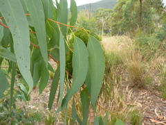 Eucalyptus rossii