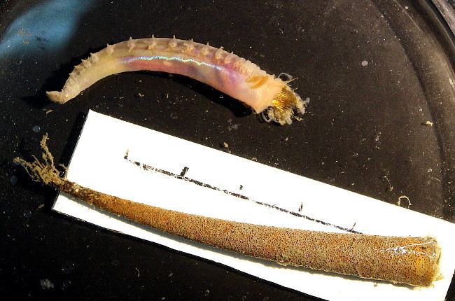Cistenides hyperborea