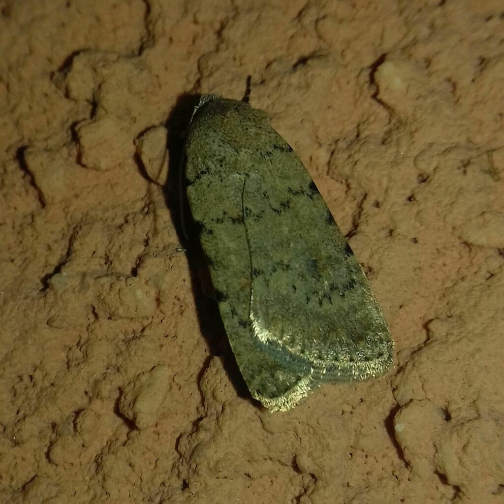Caradrina pertinax