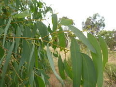 Eucalyptus rossii