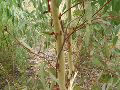 Eucalyptus rossii