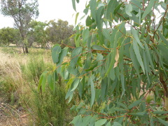 Eucalyptus rossii