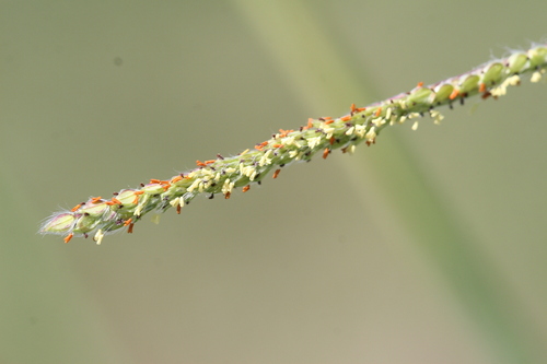 Paspalum rufum