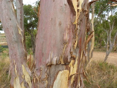 Eucalyptus rossii