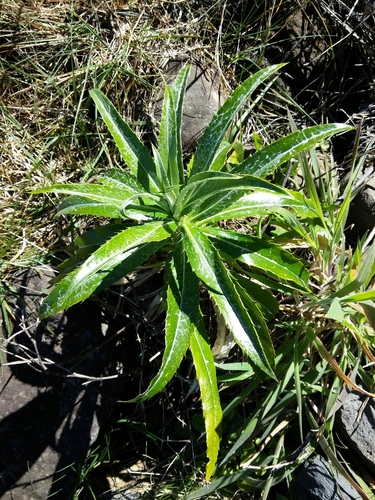 Carlina salicifolia
