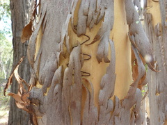 Eucalyptus rossii