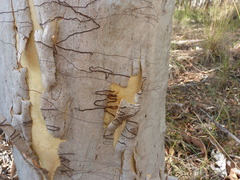 Eucalyptus rossii