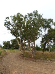Eucalyptus rossii