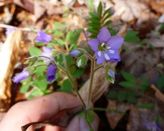 Polemonium reptans villosum