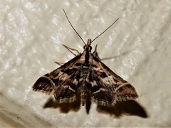 Diasemia grammalis