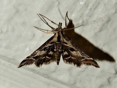 Diasemia grammalis