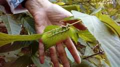 Automeris coresus