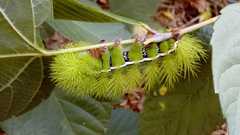 Automeris coresus