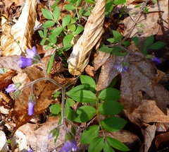 Polemonium reptans villosum