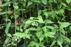Magnoliopsida