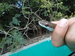 Mastigodryas melanolomus