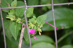 Mirabilis jalapa