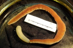 Cerebratulus marginatus