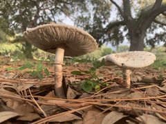 Chlorophyllum molybdites image