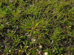 Carex mesochorea