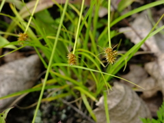 Carex mesochorea